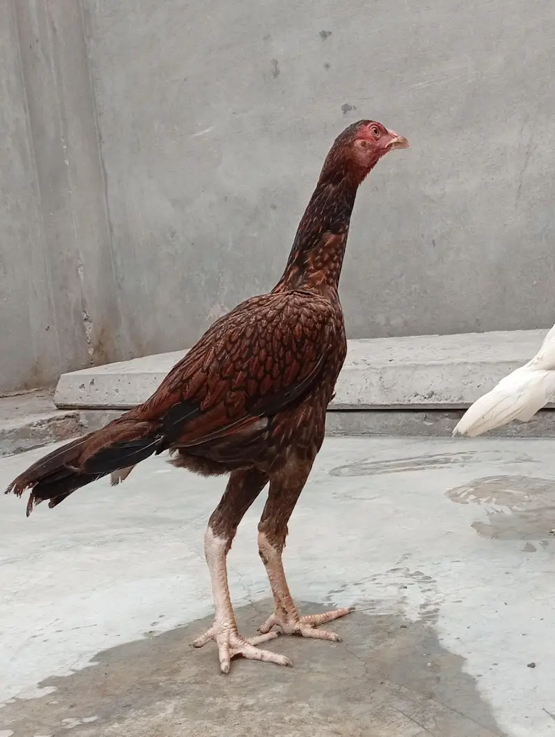 *Heera Cross vaitnam Chicks for Sale/ shamo/ thai/ chicks for sale — photo 11