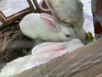 2 rabbits and 1 jchuza