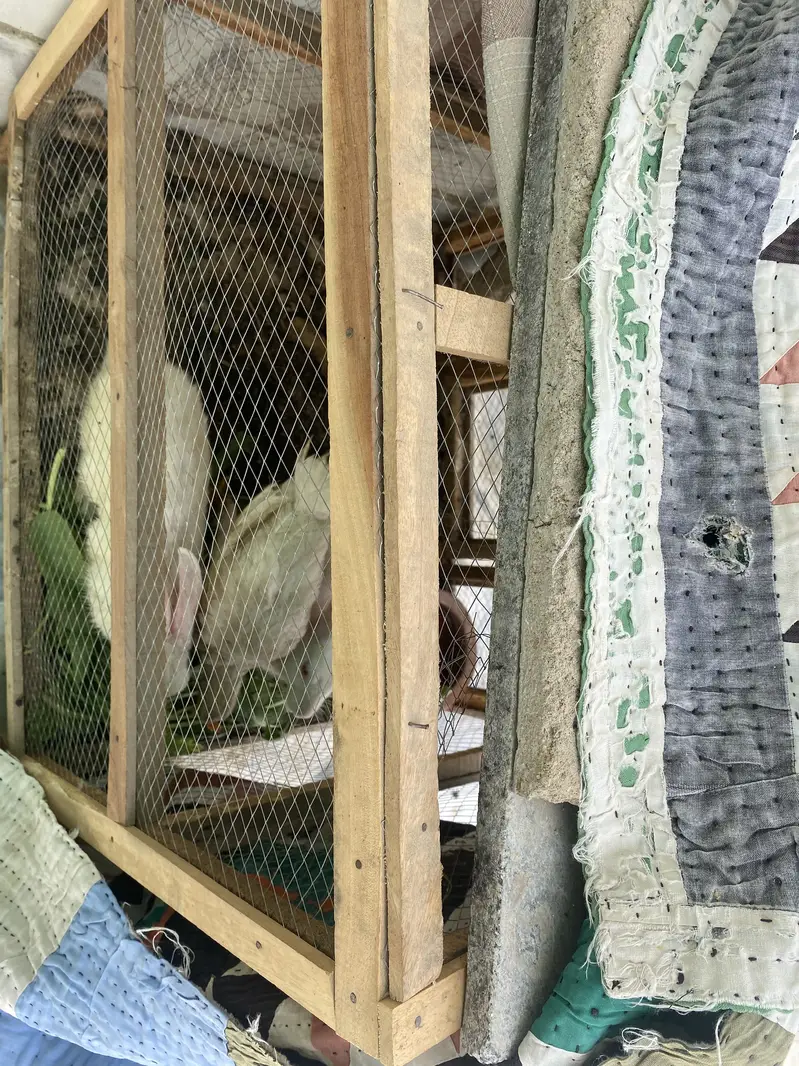 2 rabbits and 1 jchuza — photo 2