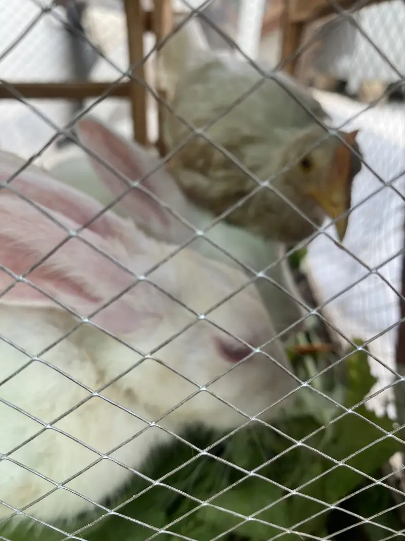 2 rabbits and 1 jchuza — photo 3