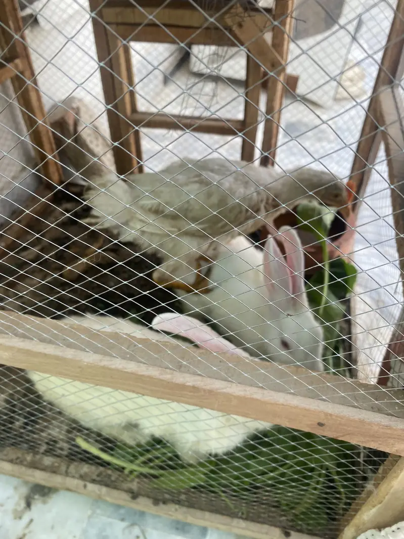 2 rabbits and 1 jchuza — photo 4