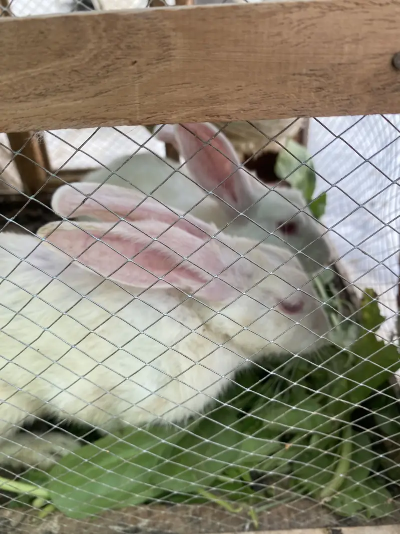 2 rabbits and 1 jchuza — photo 5