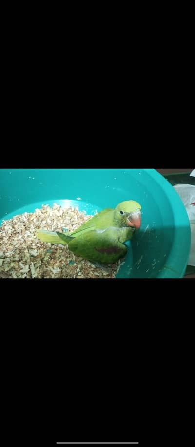 Raw Parrot baby