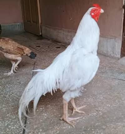 White Aseel Murga For Sale