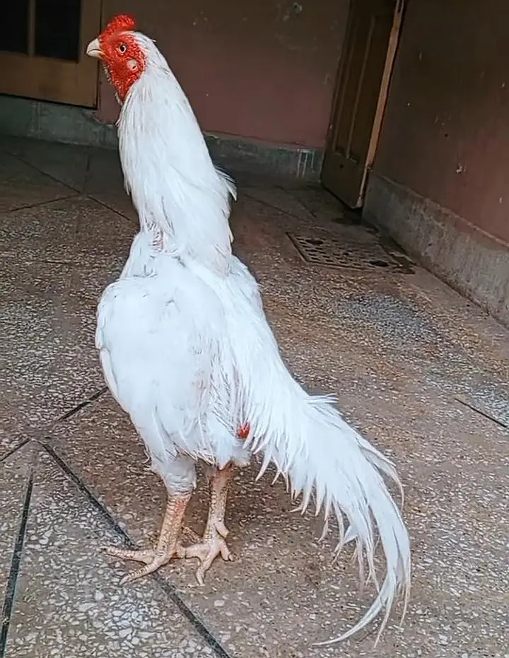 White Aseel Murga For Sale — photo 2