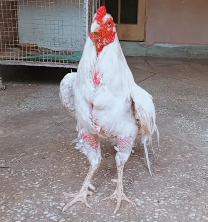 White Aseel Murga For Sale — photo 3