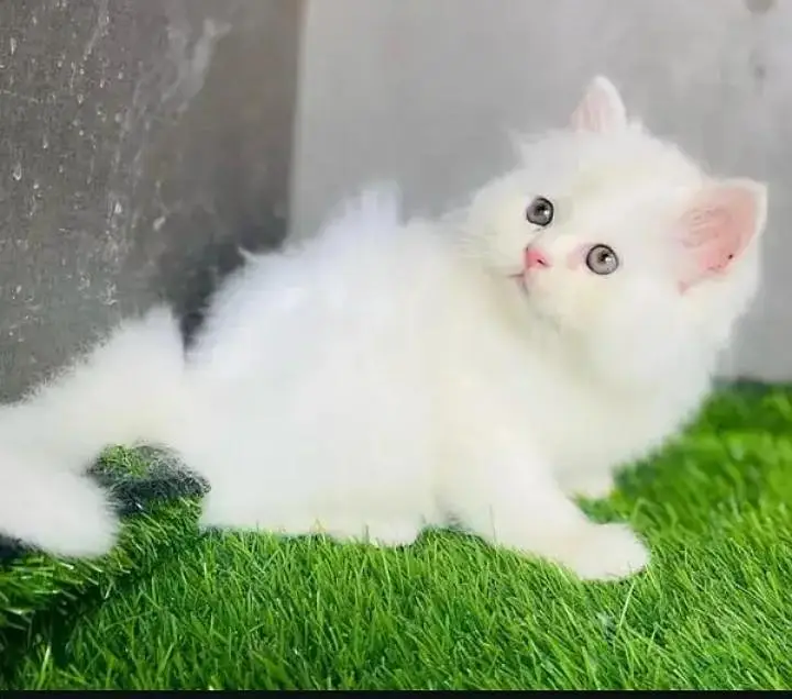 (Persian female kitten) (for sale all) (Pakistan delivery available) — photo 2