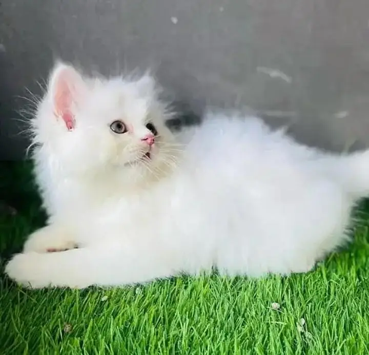 (Persian female kitten) (for sale all) (Pakistan delivery available) — photo 3