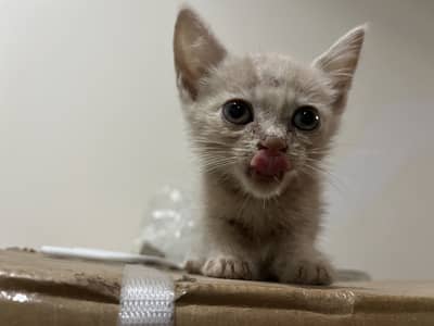 Baby cat