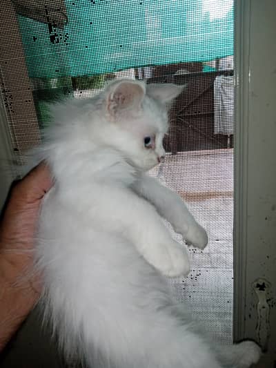 Kitten Available White Female od Eyes Aur Grey Male Healthy And Activ