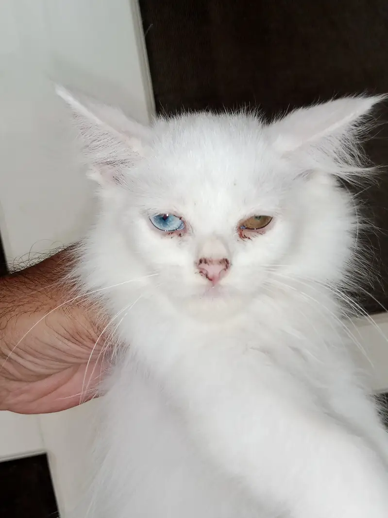 Kitten Available White Female od Eyes Aur Grey Male Healthy And Activ — photo 2