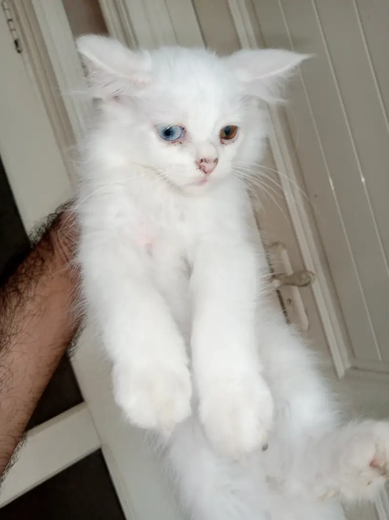 Kitten Available White Female od Eyes Aur Grey Male Healthy And Activ — photo 3
