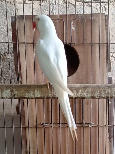 White RinGnecK breeder pair