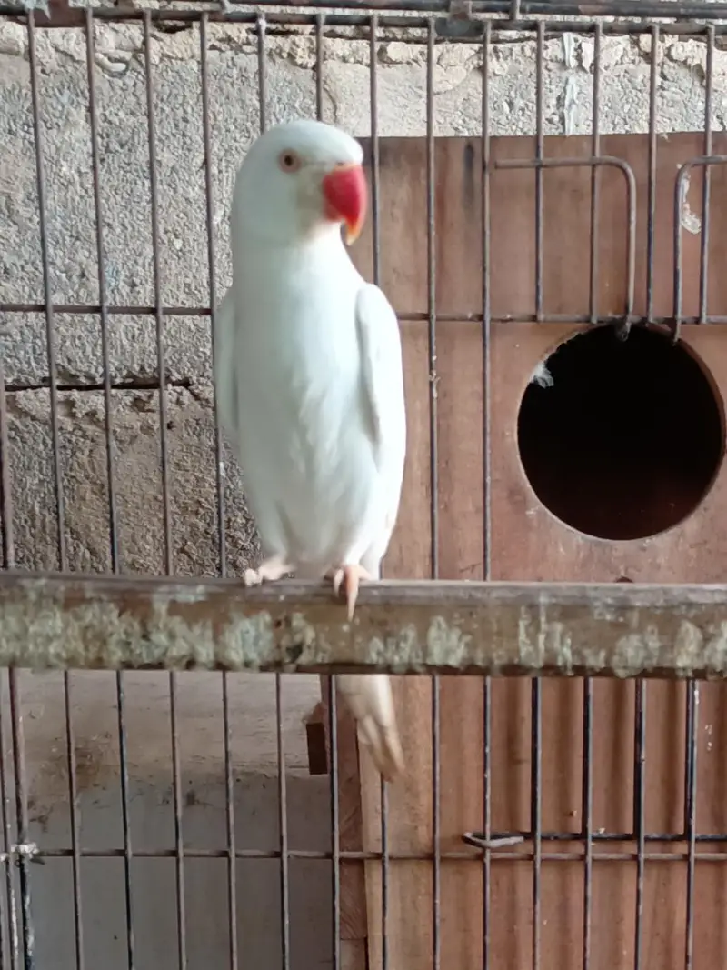 White RinGnecK breeder pair — photo 2