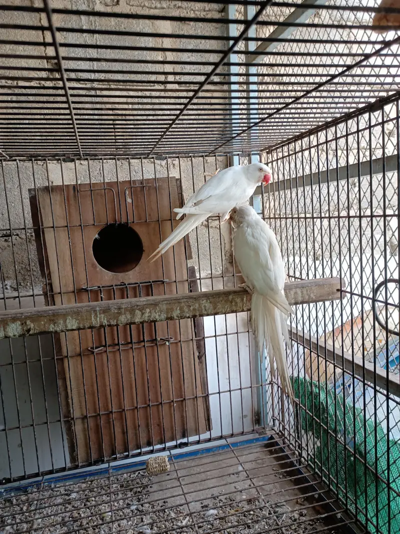 White RinGnecK breeder pair — photo 3
