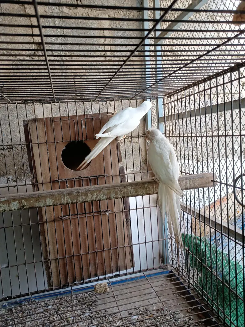 White RinGnecK breeder pair — photo 4