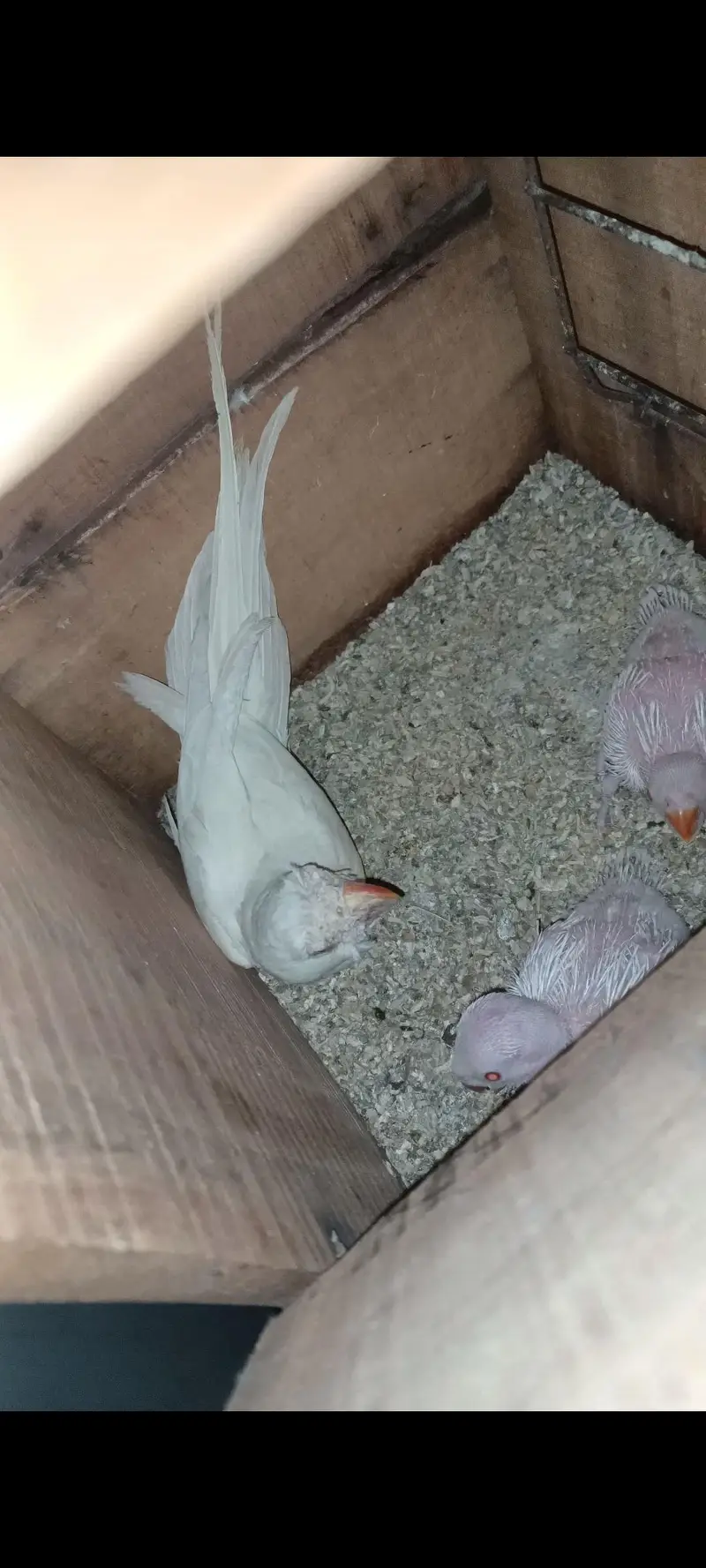 White RinGnecK breeder pair — photo 5