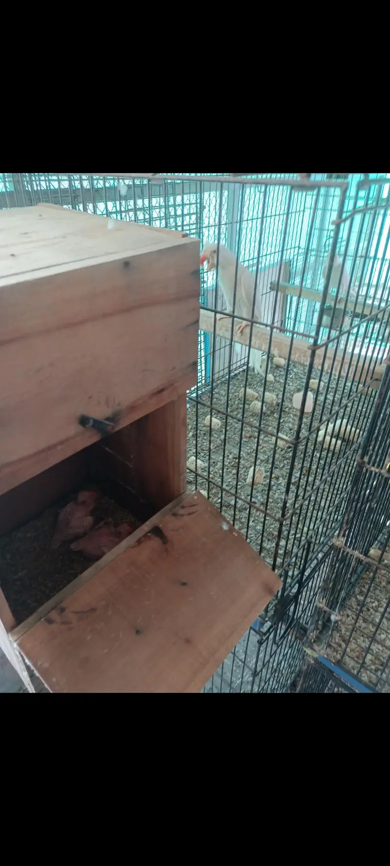 White RinGnecK breeder pair — photo 6
