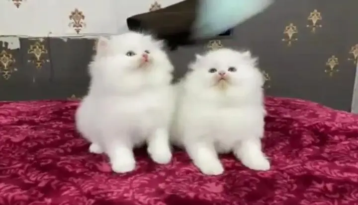 (Persian female kitten) (for sale all) (Pakistan delivery available) — photo 3