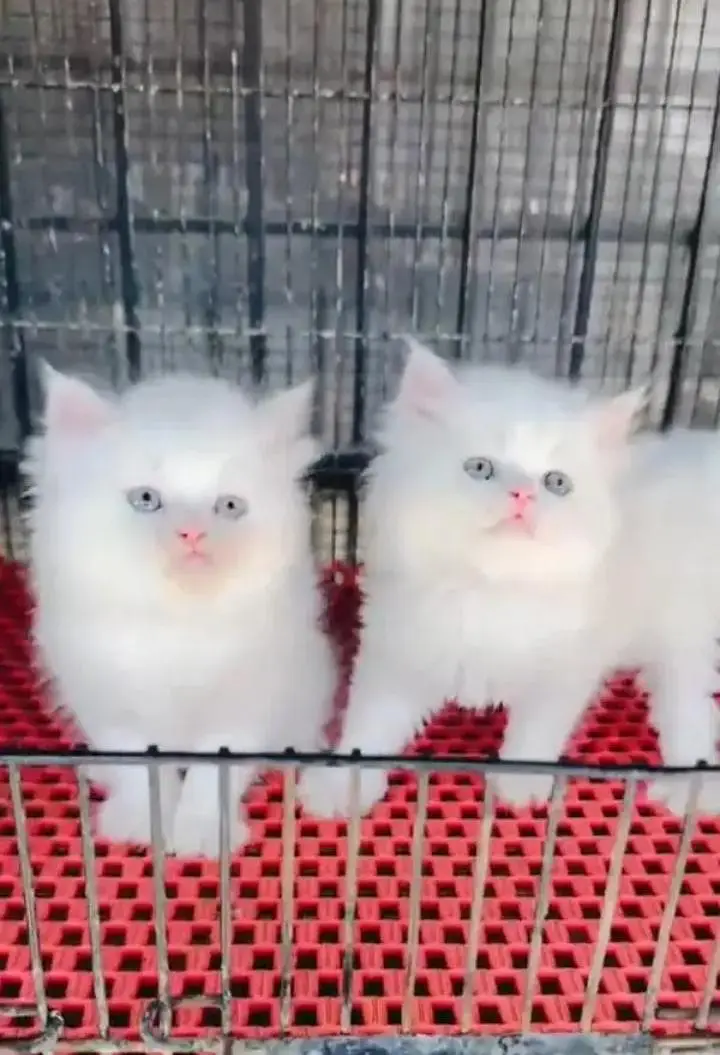(Persian female kitten) (for sale all) (Pakistan delivery available) — photo 5