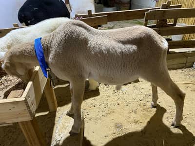 New Entry Pure Khara Goldy