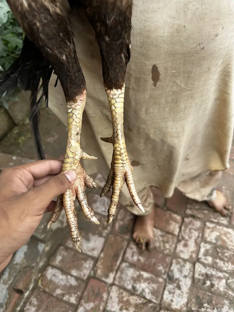 Aseel murga — photo 2