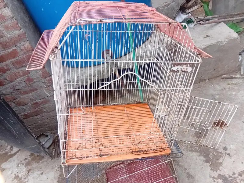 2 Cage + australian bridar pair +love birds parrot Cage — photo 2