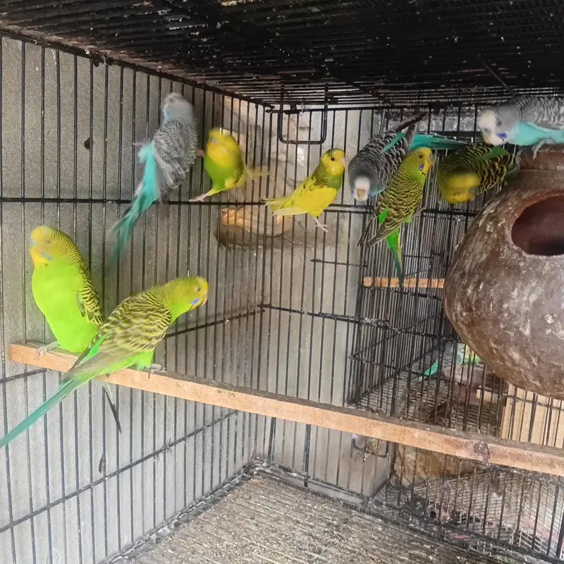 2 Cage + australian bridar pair +love birds parrot Cage — photo 4