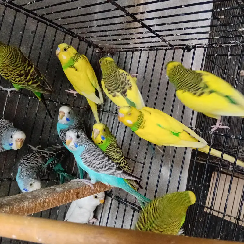 2 Cage + australian bridar pair +love birds parrot Cage — photo 5
