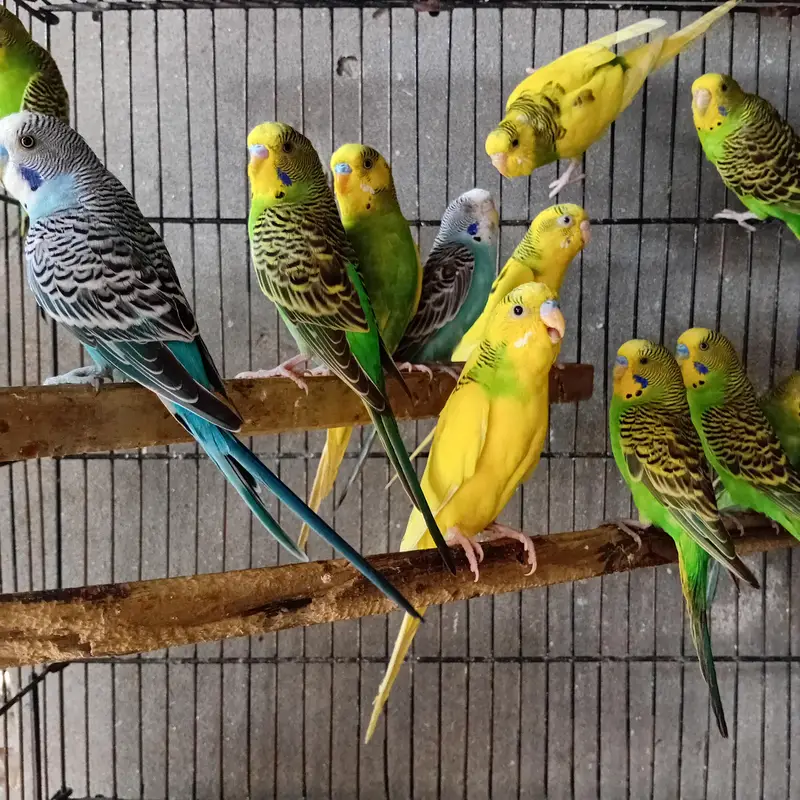 2 Cage + australian bridar pair +love birds parrot Cage — photo 6