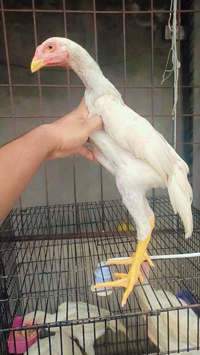 white shamo| king size shamo |german shamo |2.5 month old shamo chicks