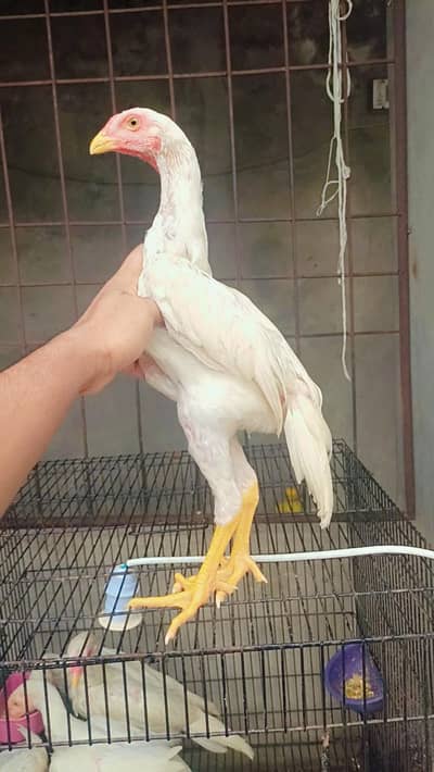 white shamo| king size shamo |german shamo |3 month old shamo chicks