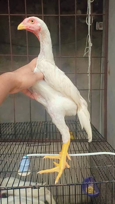 white shamo| king size shamo |german shamo |3 month old shamo chicks