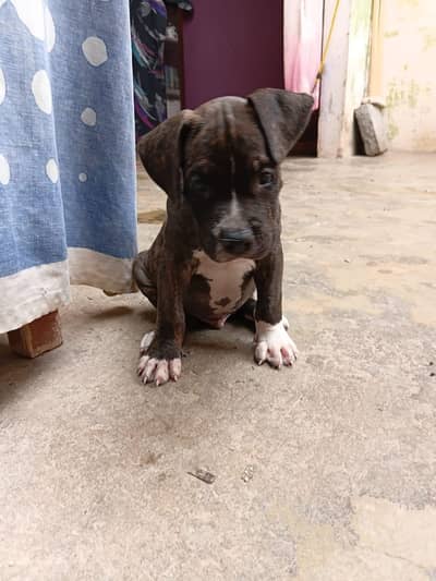 beautiful pair of pitbull puppies