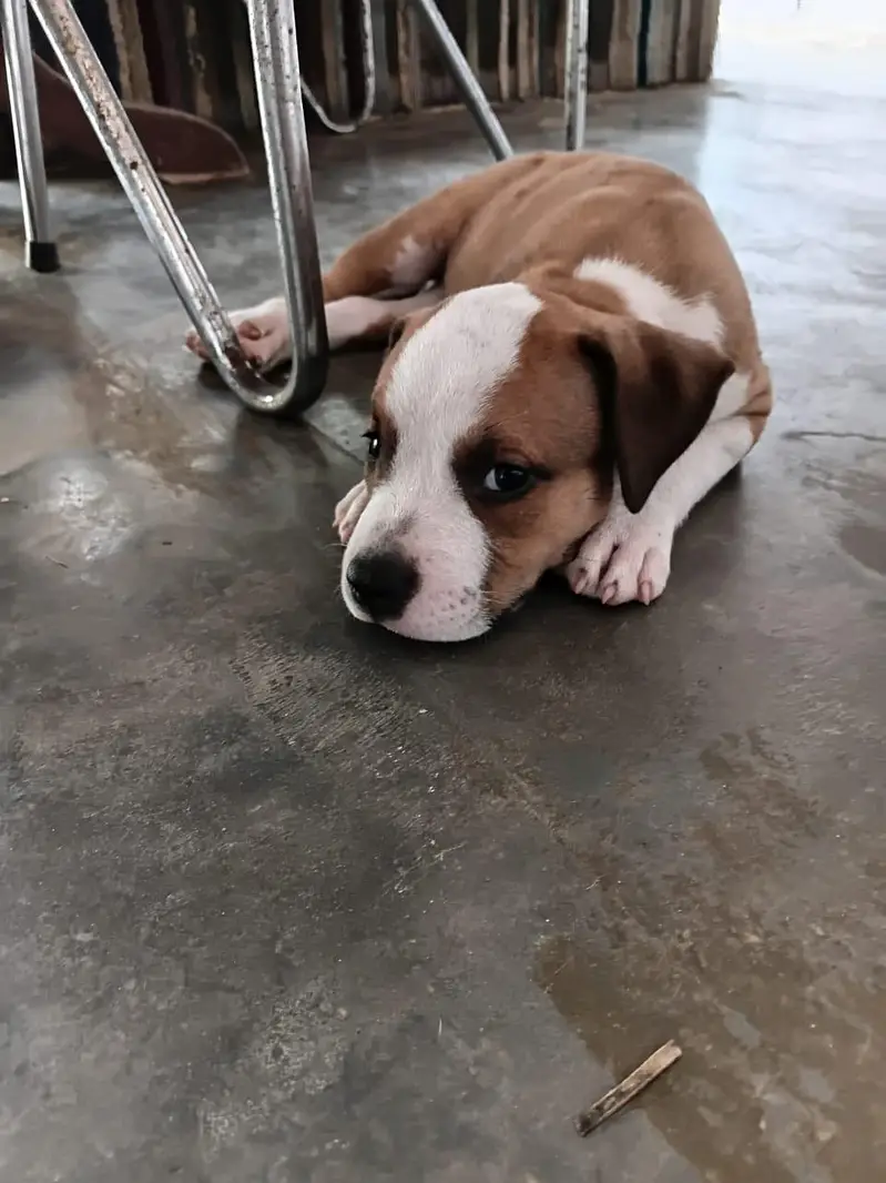 beautiful pair of pitbull puppies — photo 2