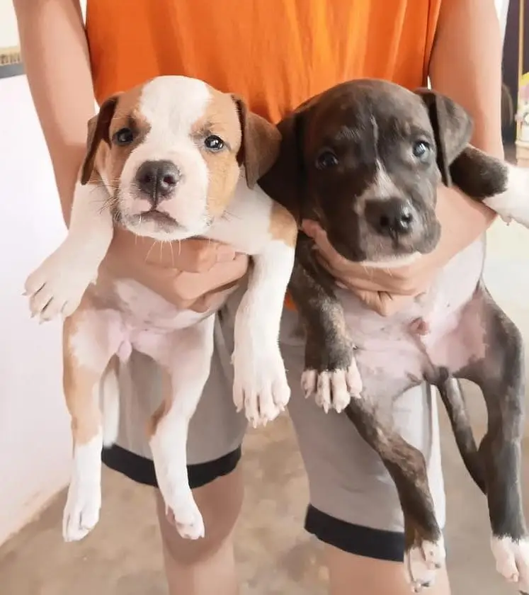 beautiful pair of pitbull puppies — photo 3