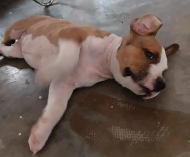 beautiful pair of pitbull puppies — photo 4