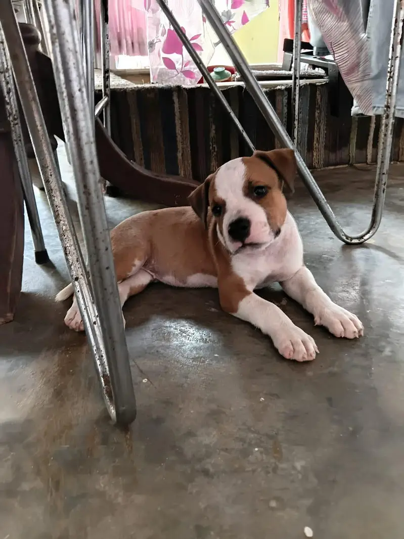 beautiful pair of pitbull puppies — photo 5