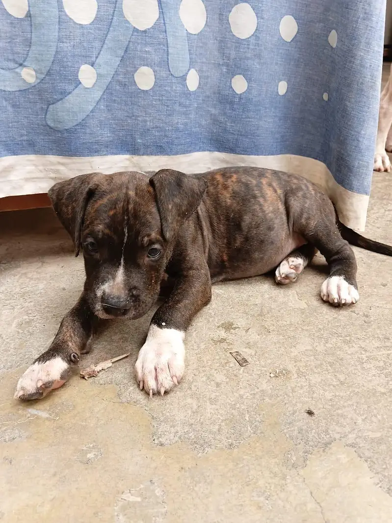 beautiful pair of pitbull puppies — photo 6