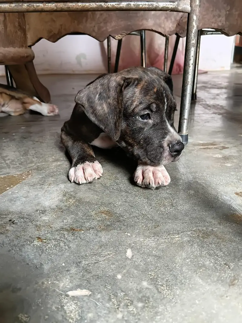 beautiful pair of pitbull puppies — photo 7