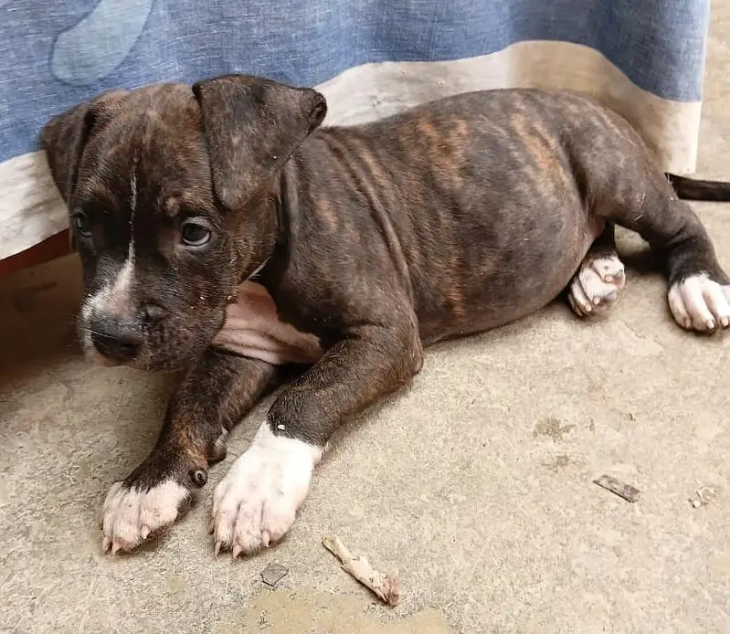 beautiful pair of pitbull puppies — photo 8
