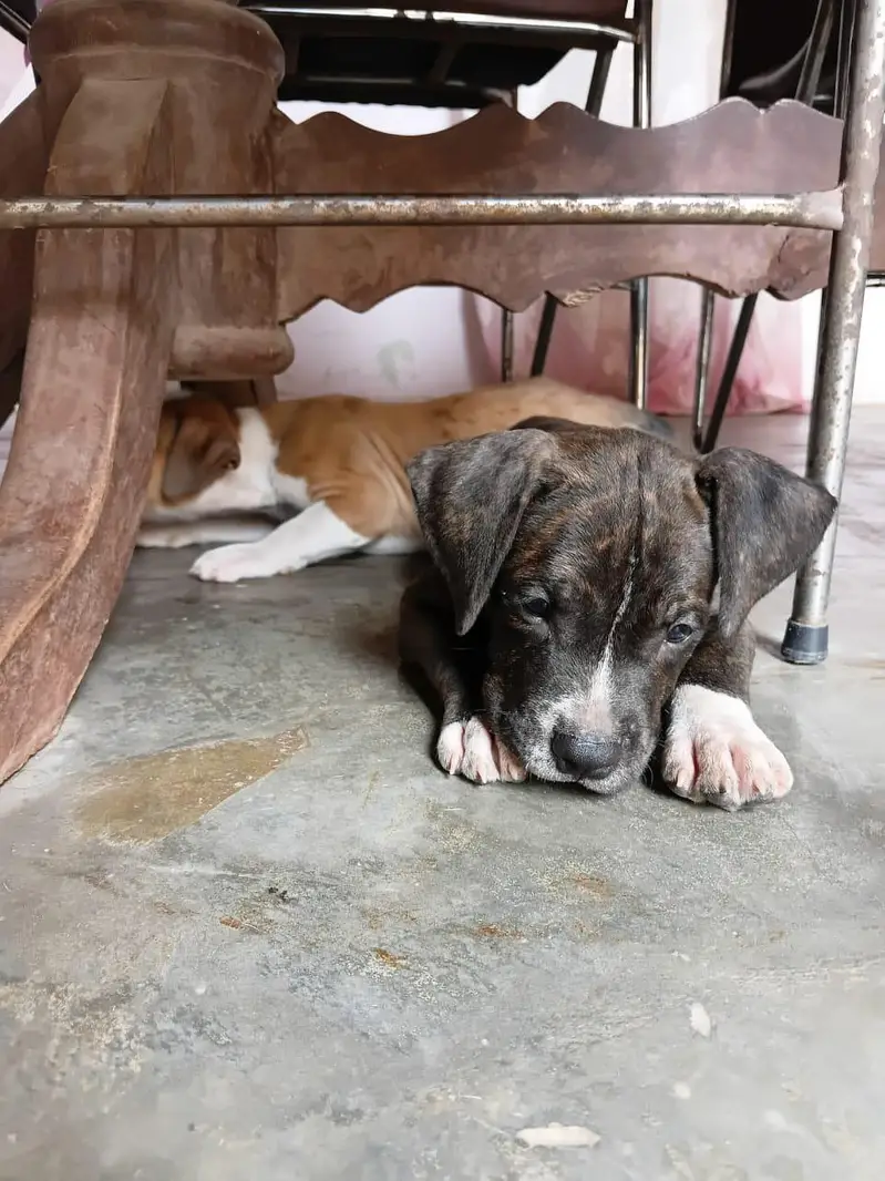 beautiful pair of pitbull puppies — photo 9
