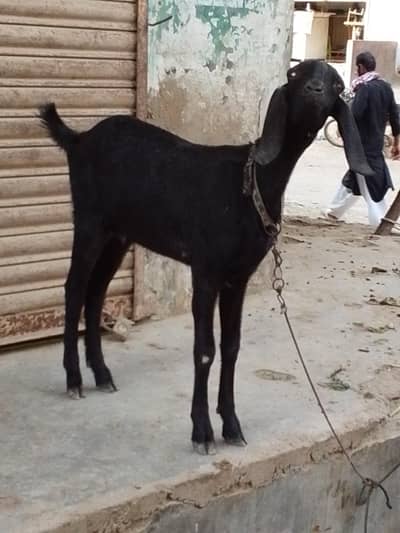 beetal faisalabadi pat