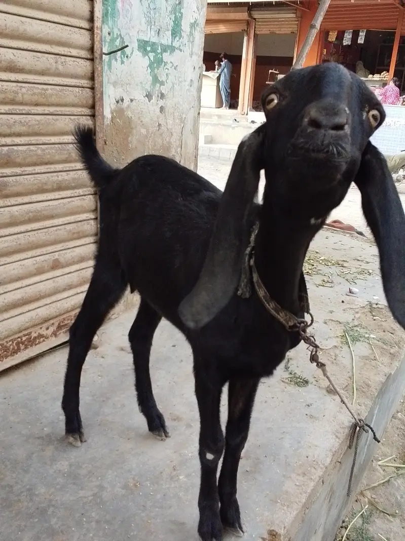 beetal faisalabadi pat — photo 2
