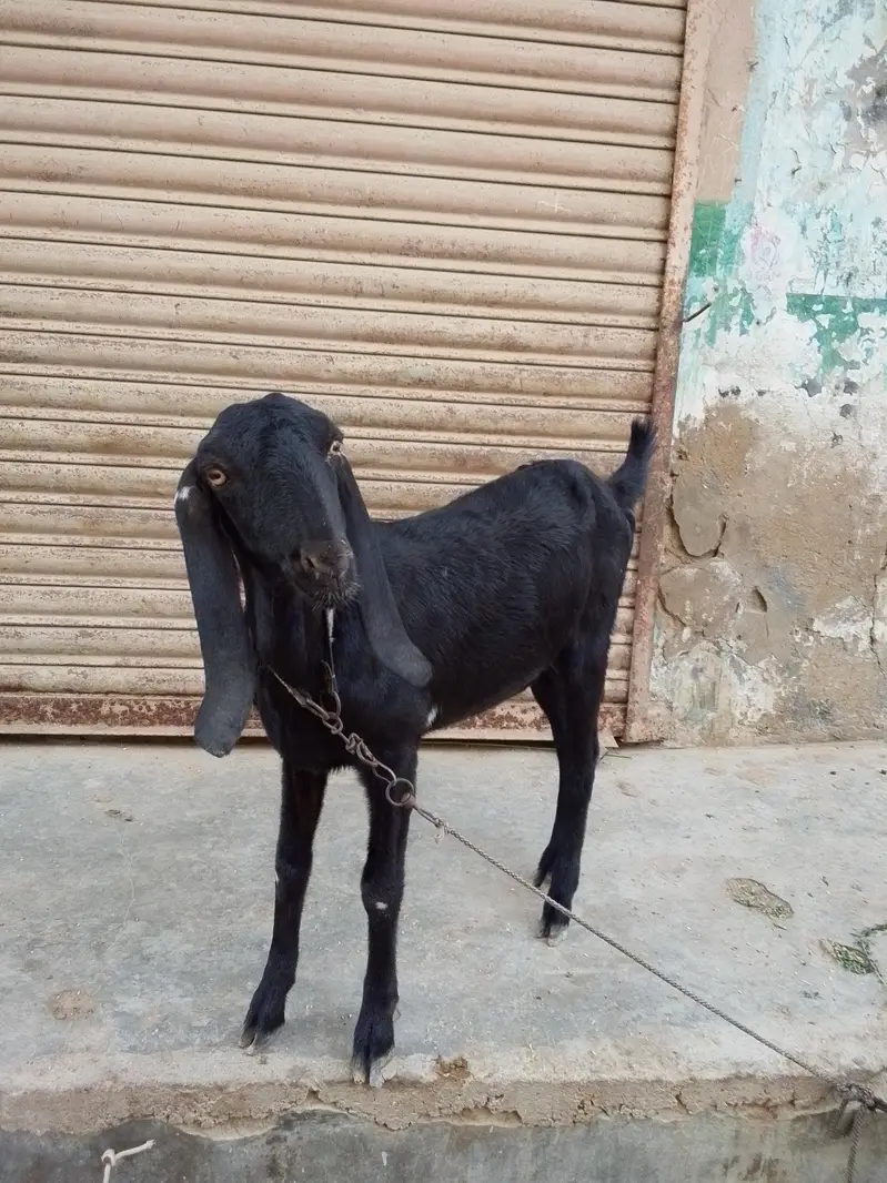 beetal faisalabadi pat — photo 3