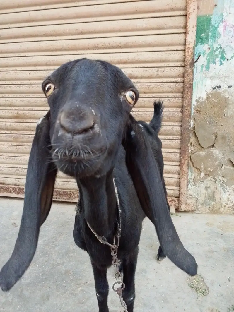 beetal faisalabadi pat — photo 4