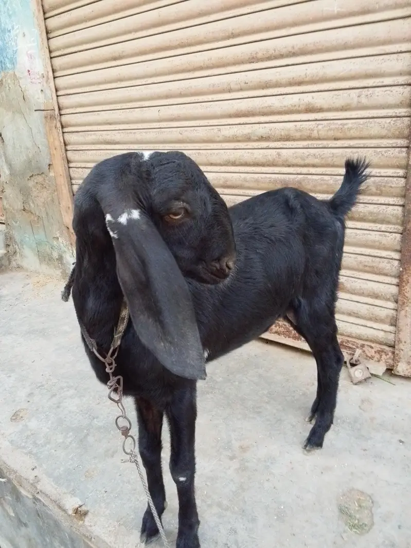 beetal faisalabadi pat — photo 5