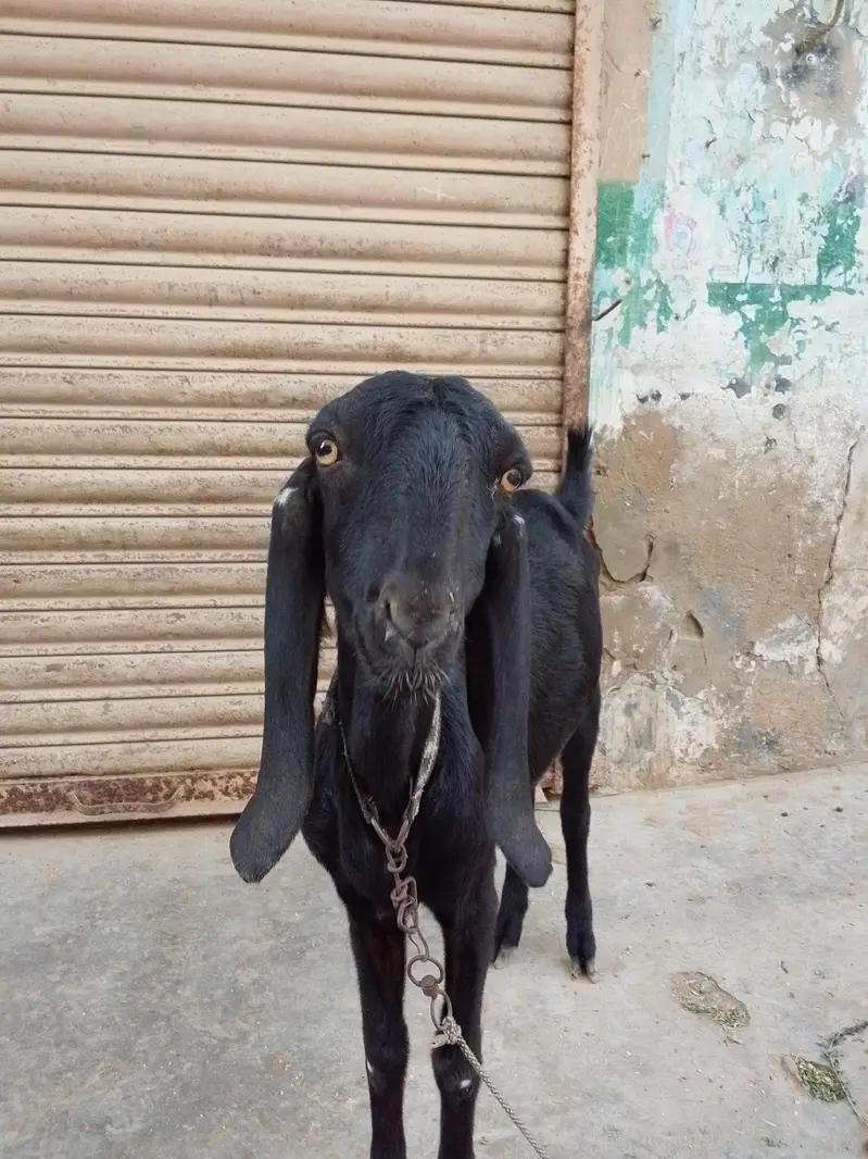 beetal faisalabadi pat — photo 6