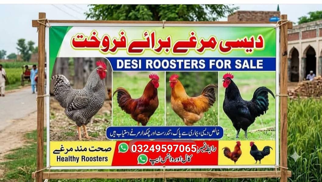 جس بھائی کو انڈا والی مرغی مرغا چوزا چاہیے تو رابطہ کریں 03484948552 0