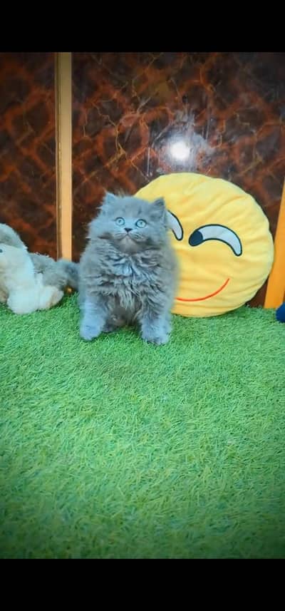 Quality Persian Punch face cat & kittens 03495425573 WhatsApp